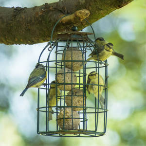 Blue tits feeding from fat balls in a caged fat ball feeder